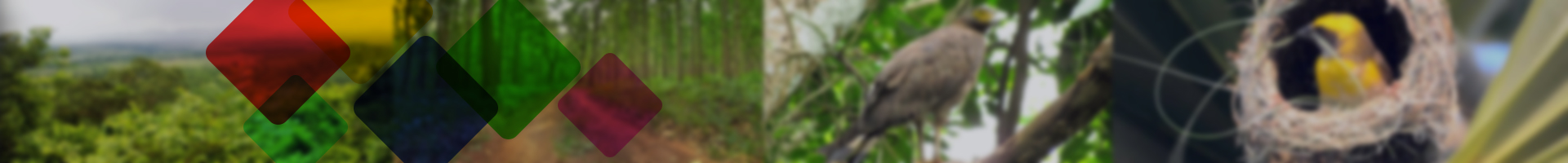 Common Inner Banner_Forest